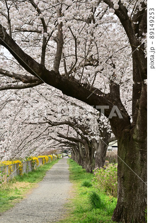 見沼田圃:見沼代用水西縁 桜回廊 見沼田圃:見沼代用水西縁 桜回廊 89149253