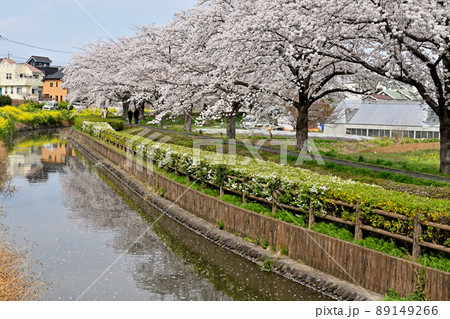 見沼田圃:見沼代用水西縁 桜回廊 見沼田圃:見沼代用水西縁 桜回廊 89149266