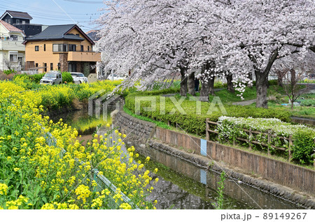 見沼田圃:見沼代用水西縁 桜回廊 見沼田圃:見沼代用水西縁 桜回廊 89149267