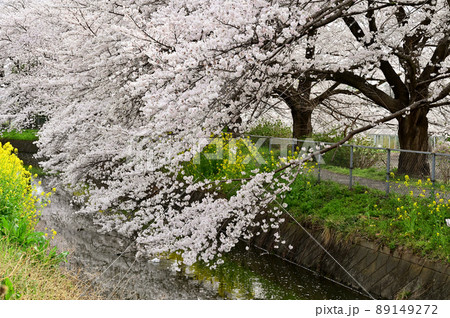 見沼田圃:見沼代用水西縁 桜回廊 見沼田圃:見沼代用水西縁 桜回廊 89149272