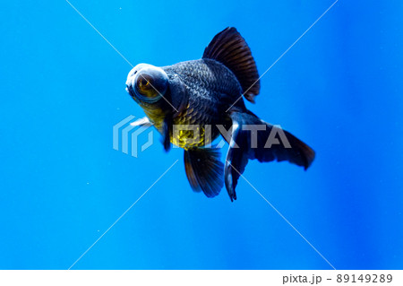 金魚 黒出目金 金魚 黒出目金 89149289