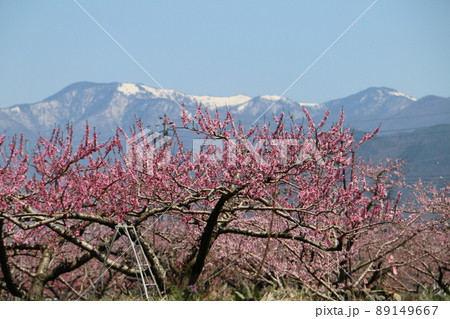 山梨市の満開の桃畑と大菩薩峠 山梨市の満開の桃畑と大菩薩峠 89149667