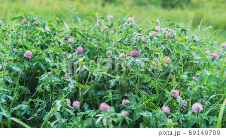 雨の日の植物 89149709