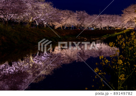 桜並木 桜並木 89149782