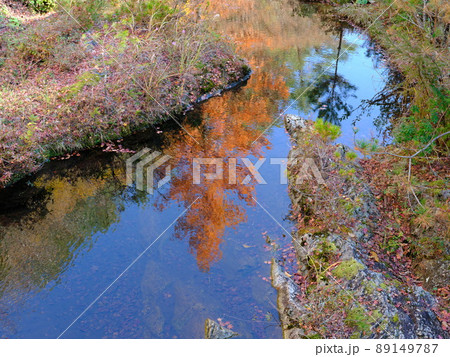 別子銅山川の水面に映るメタセコイヤの紅葉 別子銅山川の水面に映るメタセコイヤの紅葉 89149787