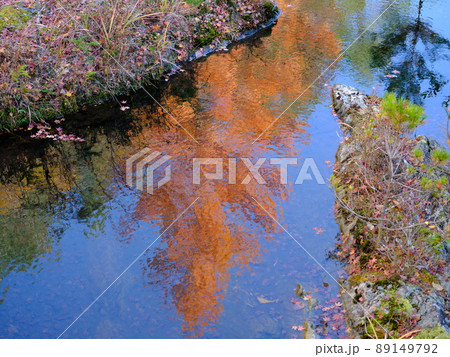 川面に映る秋のメタセコイヤの樹木 川面に映る秋のメタセコイヤの樹木 89149792