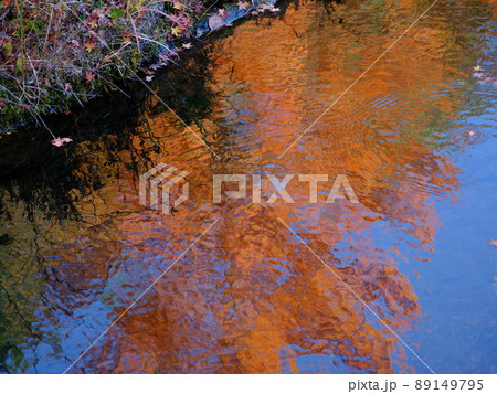 清流別子銅山川の水面に映るメタセコイヤの紅葉 清流別子銅山川の水面に映るメタセコイヤの紅葉 89149795