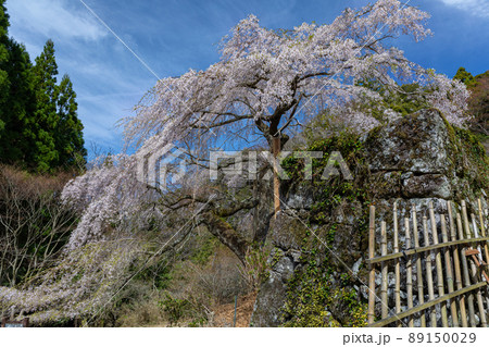 守静坊しだれ桜 守静坊しだれ桜 89150029