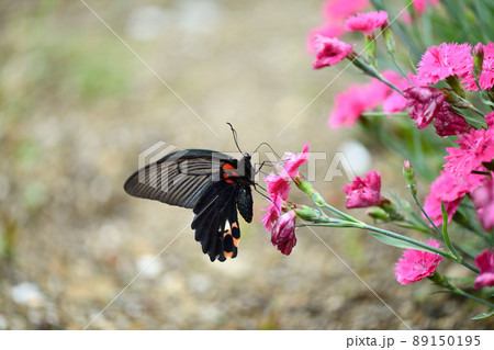 ナガサキアゲハと撫子（ナデシコ） 89150195