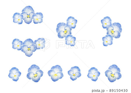 パンジー 89150430