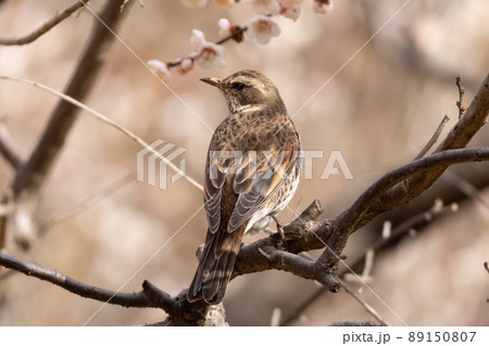 ヒヨドリ 89150807