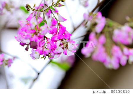 ピンクの美しい花、ウンナンハギ ピンクの美しい花、ウンナンハギ 89150810