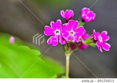 覆輪のニホンサクラソウ 89150813