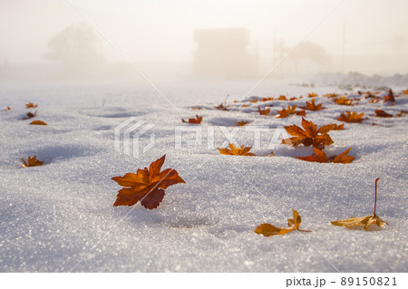 雪に落ちる紅葉 雪に落ちる紅葉 89150821