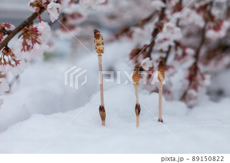 雪とつくしと桜 89150822
