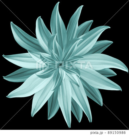 Turquoise flower lotus on black isolated background with clipping path.  Closeup.  no shadows. For design.  Nature 89150986