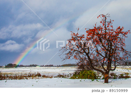 虹のかかる雪原と柿の木 虹のかかる雪原と柿の木 89150999