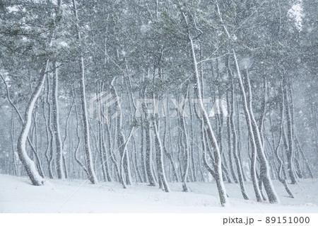 雪の林 雪の林 89151000