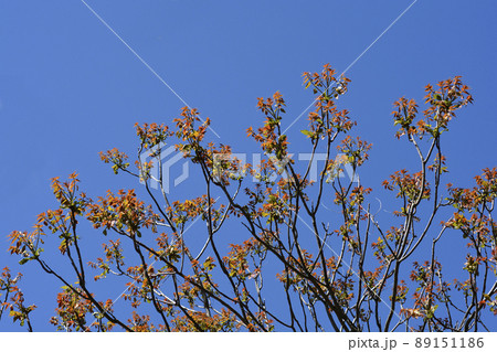 Tree of heaven Tree of heaven 89151186