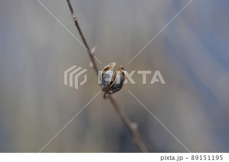 Crepe myrtle 89151195