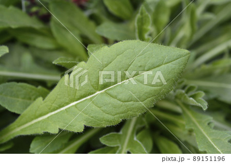Macedonian scabious Macedonian scabious 89151196