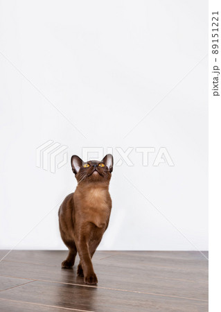Amazing brown colored burmese kitten. Close up. Amazing brown colored burmese kitten. Close up. 89151221
