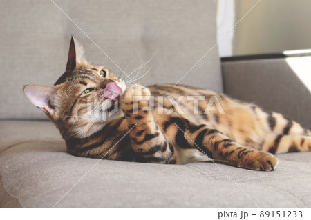 Bengal cat lying on couch and washing. 89151233