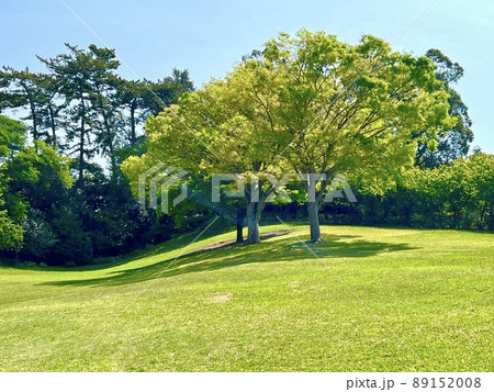 なだらかな緑の丘の芝生に立つ木々 なだらかな緑の丘の芝生に立つ木々 89152008