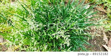 スズメノカタビラ スズメノカタビラ 89152182