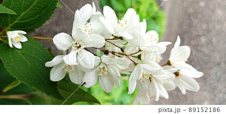 ヒメウツギ 89152186