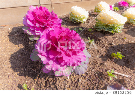 花壇に植えられた紫色と白色の葉牡丹 89152256