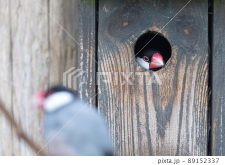 Java Finch emerging from a hole in a birdhouse 89152337
