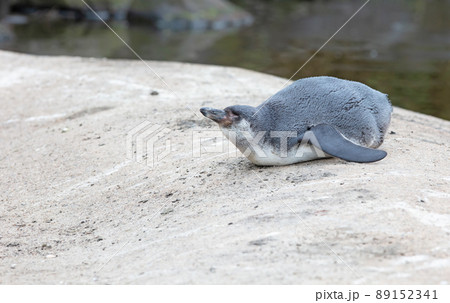 Young African Penguin resting on the sand 89152341
