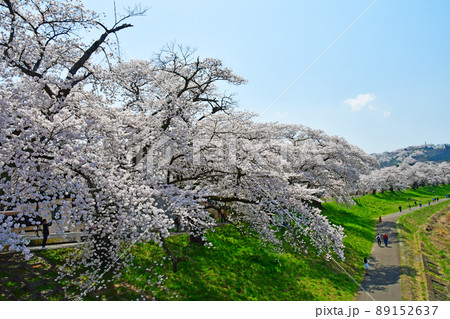 宮城県　春爛漫　白石川堤の一目千本桜　柴田大橋から 89152637