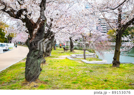 春の平和記念公園の風景です。桜の花が満開直前です。お花見の明るい雰囲気をどうぞ。広島県 89153076