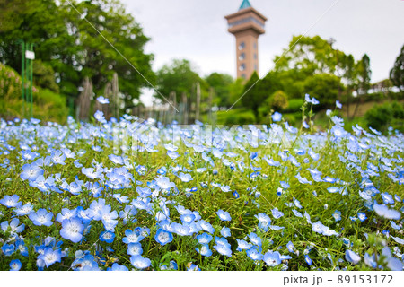 麻溝台公園のネモフィラ 89153172