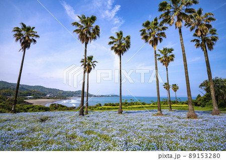 日向市金ヶ浜ビュー園地のネモフィラ 89153280