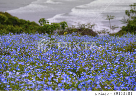 日向市金ヶ浜ビュー園地のネモフィラ 89153281