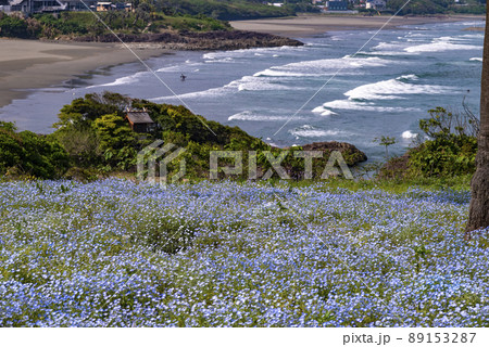 日向市金ヶ浜ビュー園地のネモフィラ 89153287