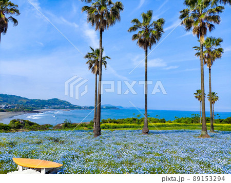日向市金ヶ浜ビュー園地のネモフィラの写真素材 [89153294] - PIXTA