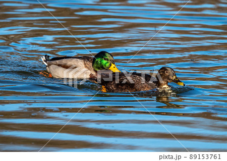 Wild duck or mallard, Anas platyrhynchos swimming in a lake Wild duck or mallard, Anas platyrhynchos swimming in a lake 89153761