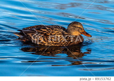 Wild duck or mallard, Anas platyrhynchos swimming in a lake Wild duck or mallard, Anas platyrhynchos swimming in a lake 89153762
