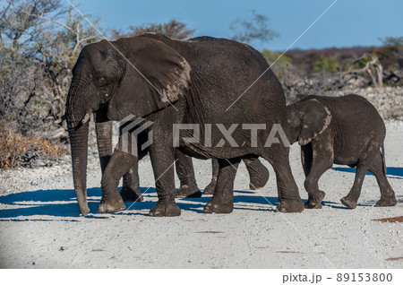 African Elephants Passing by along a road African Elephants Passing by along a road 89153800