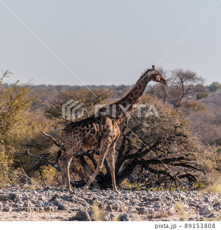 Giraffes in Etosha National Park Giraffes in Etosha National Park 89153808