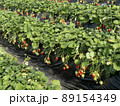 いちご 89154349