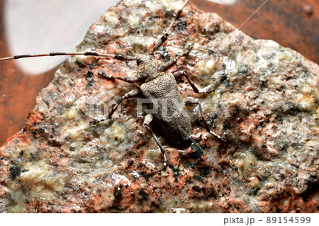 The barbel beetle sits on a stone. 89154599