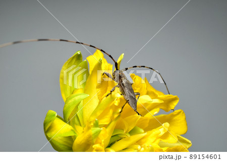 A gray barbel beetle crawls over a flower. A gray barbel beetle crawls over a flower. 89154601