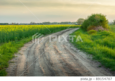 Sandy road by a rape field and the evening sky Sandy road by a rape field and the evening sky 89154707