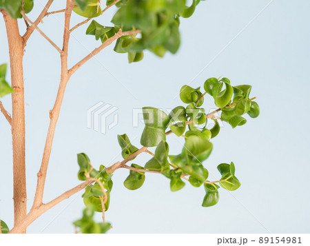 ベンジャミナバロック ベンジャミナバロック 89154981