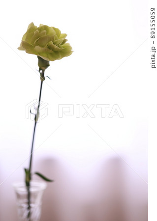 緑色のカーネーション 89155059